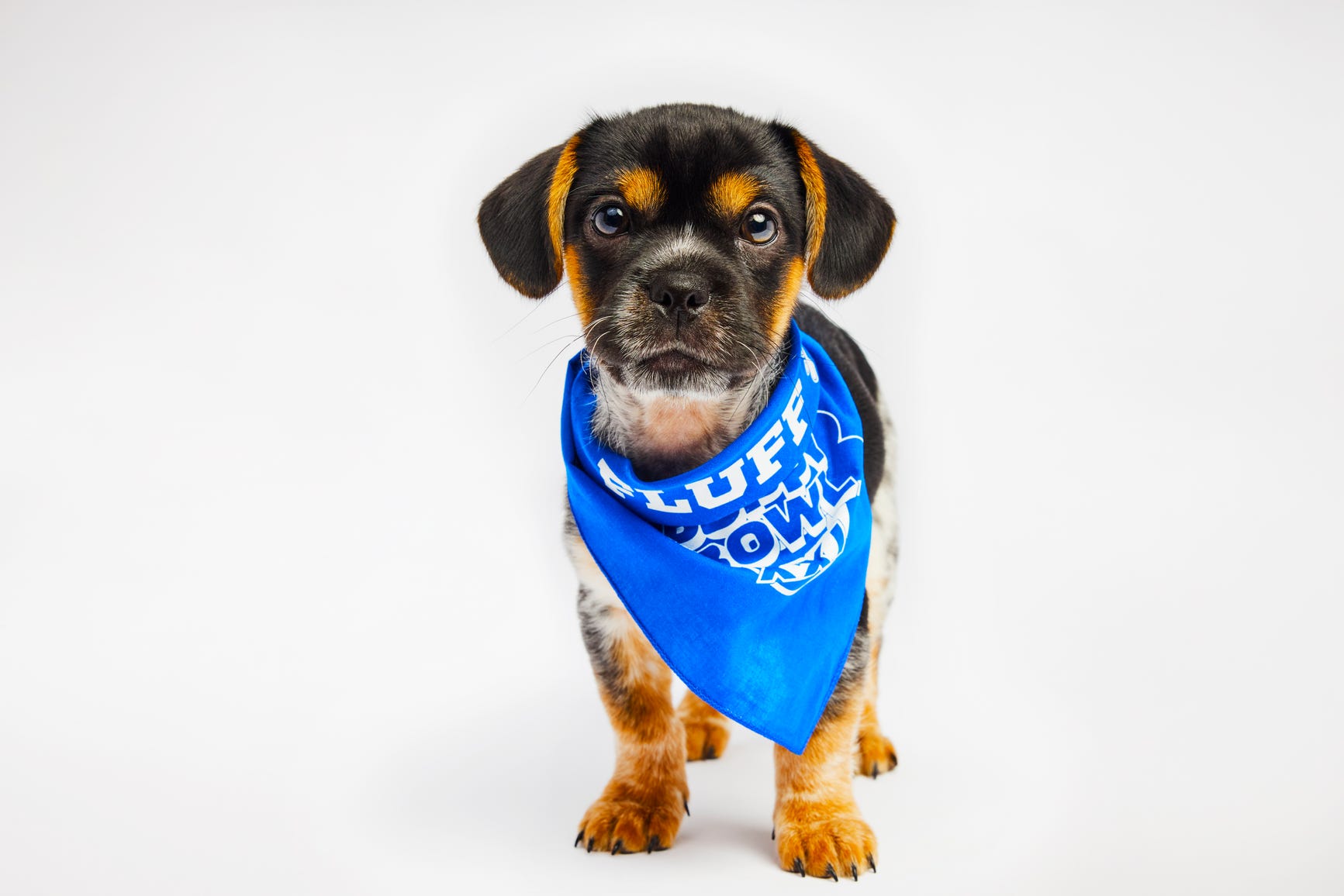 Super Auto Pets animal team lineup 2025